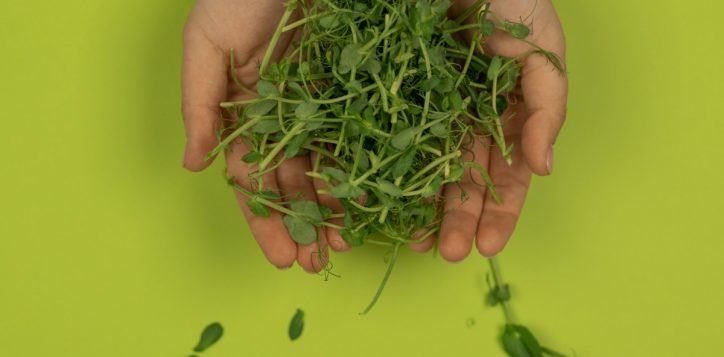 edible-garden-1-1-2-2