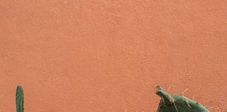 orange-cactus-2