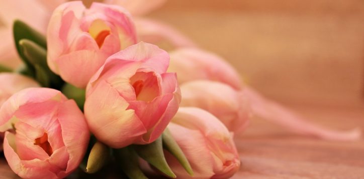 tulips-2068692_1280-2